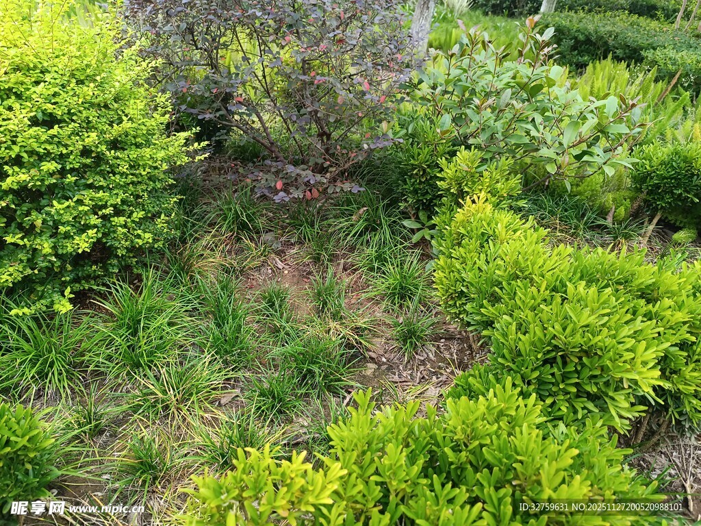 绿意盎然的户外植物景观