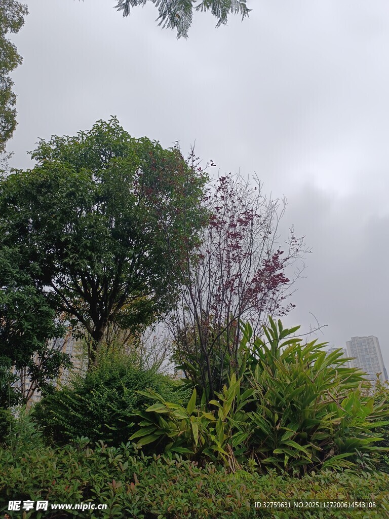 云雾中的绿植景观