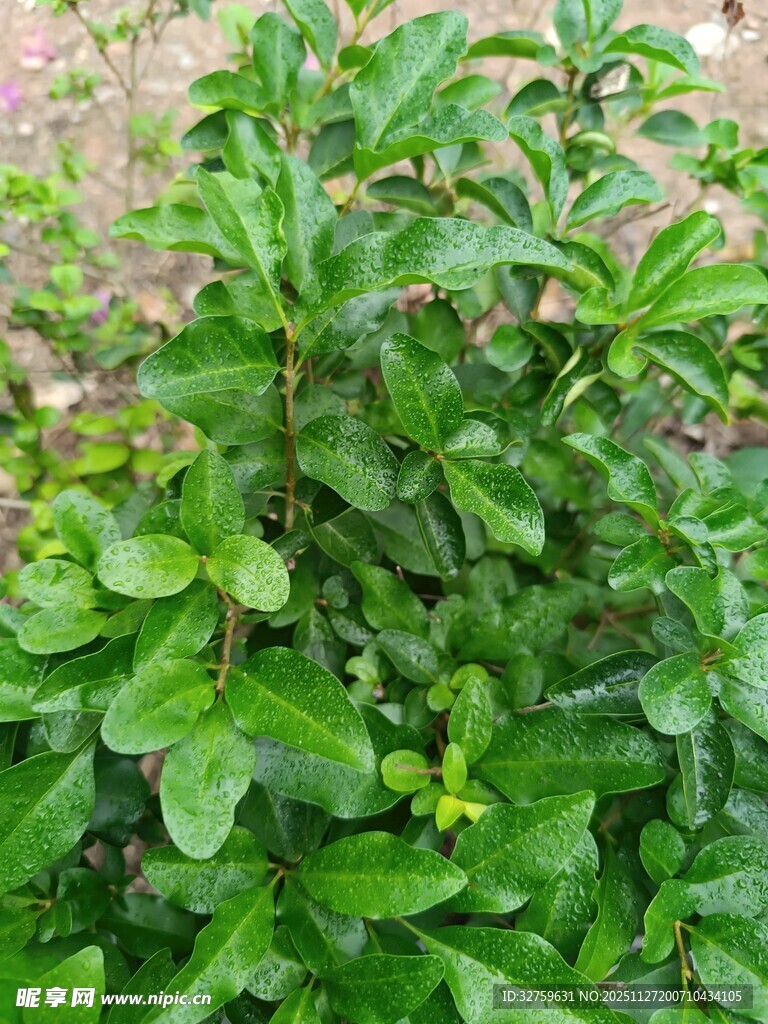 绿叶繁茂的植物景观