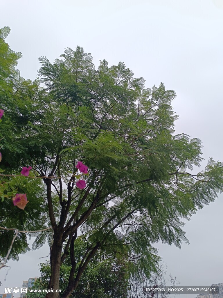 雨中繁花绿树景致
