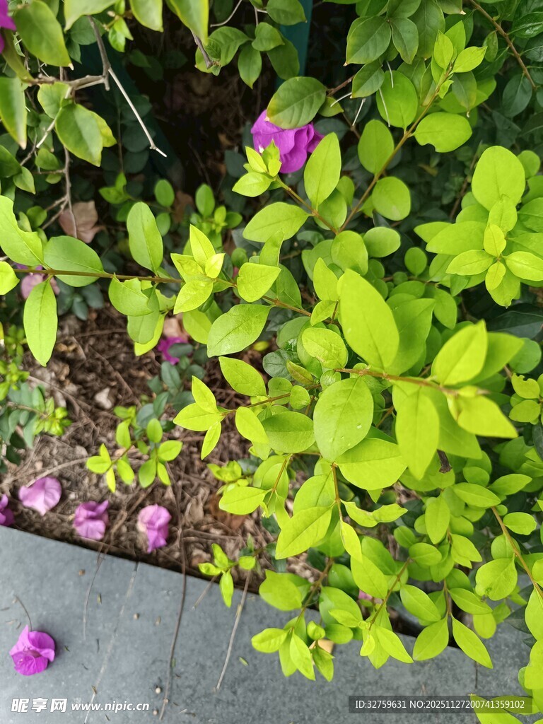 绿叶丛中绽放的紫色小花