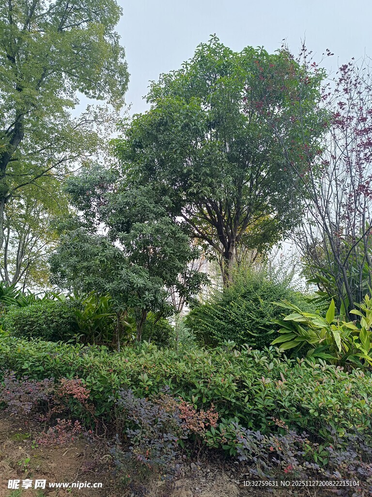 绿意盎然的户外植物景观
