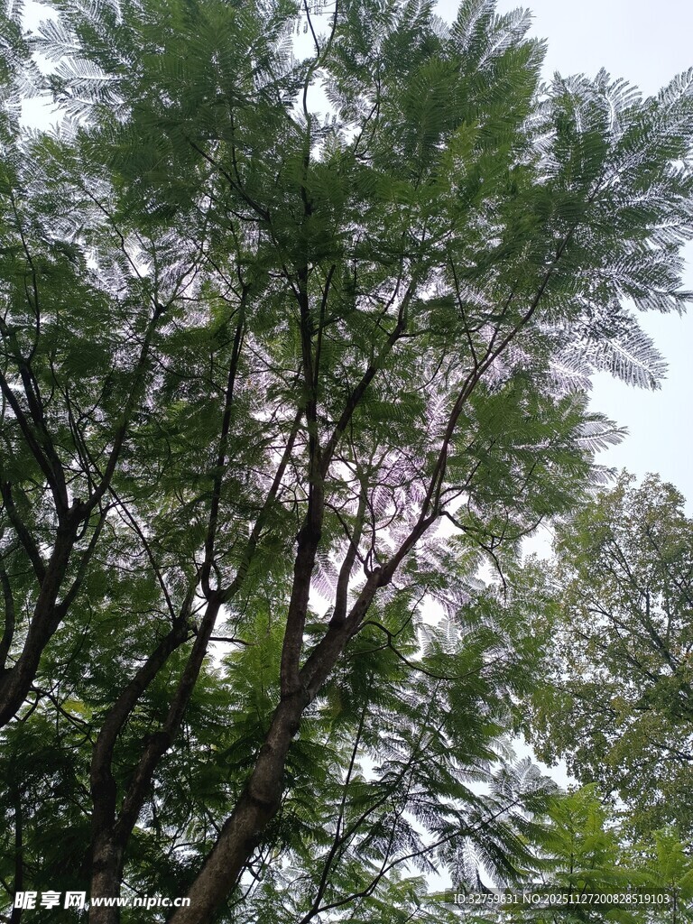 仰视葱郁树木枝叶繁茂