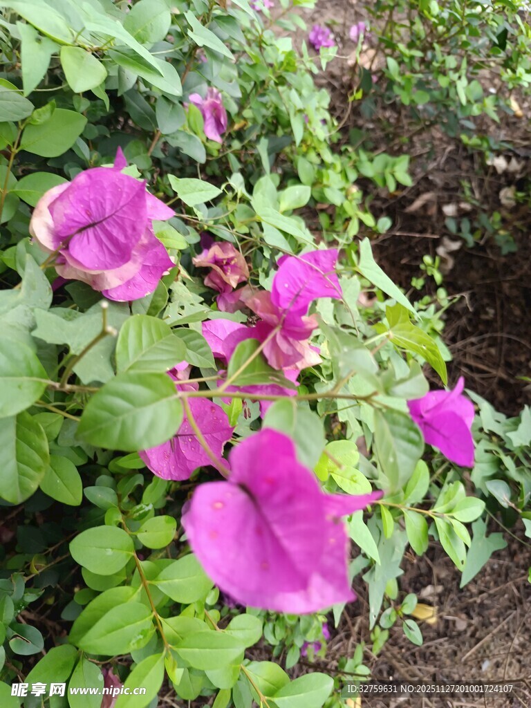 艳丽三角梅绽放于绿叶间