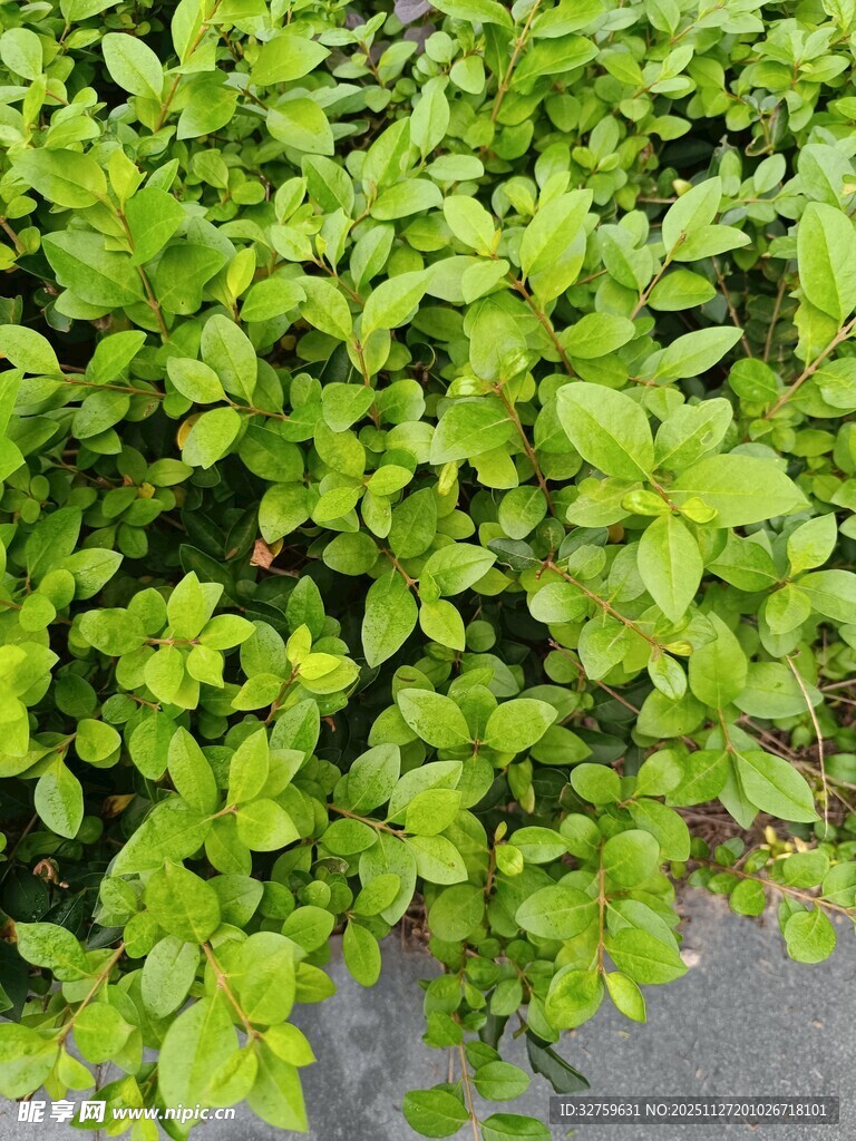 翠绿繁茂的丛生植物