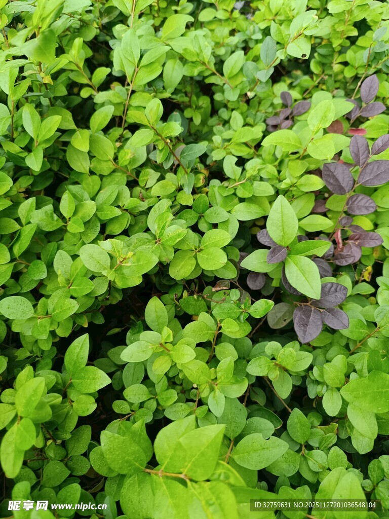 翠绿植物中的紫色点缀