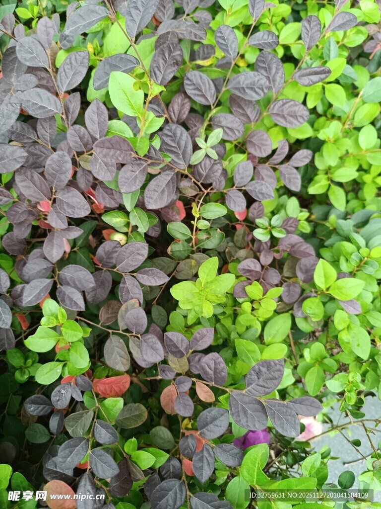 多彩植物叶片特写