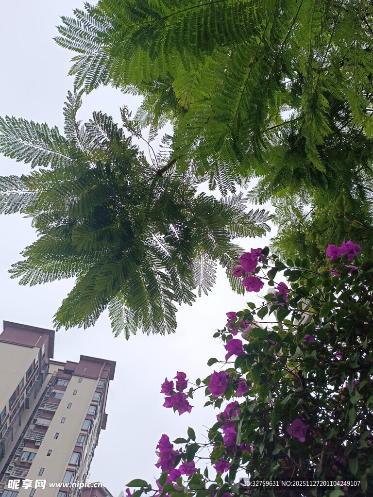 绿荫繁花下的城市景致