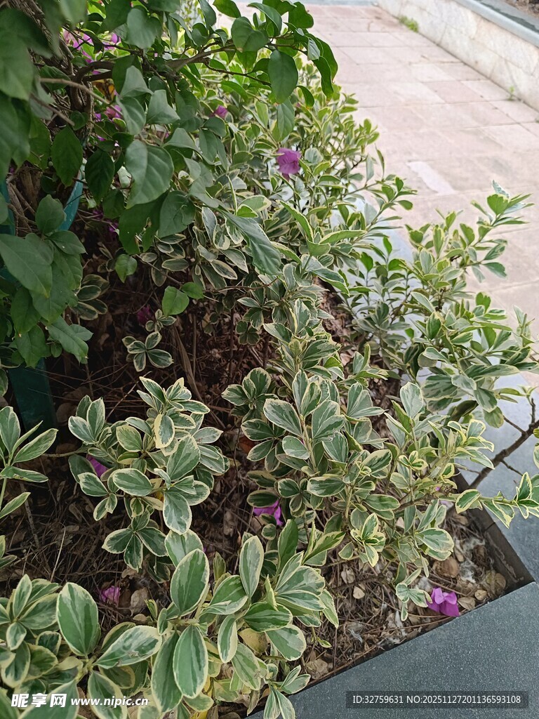 绿叶间的紫色小花