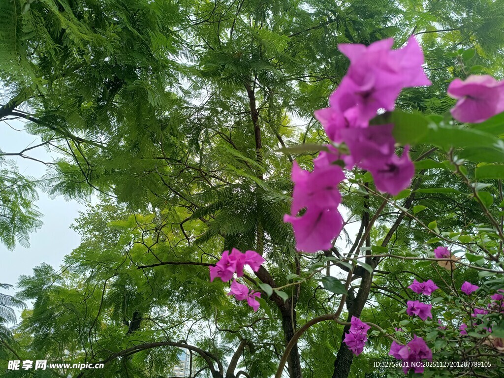 枝头绽放的艳丽紫花