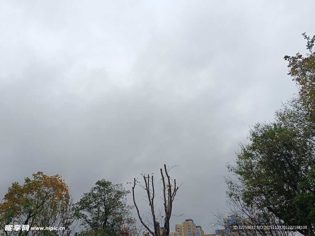 阴天中的树木景观