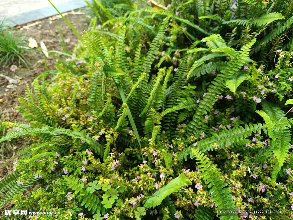茂盛的绿色蕨类植物