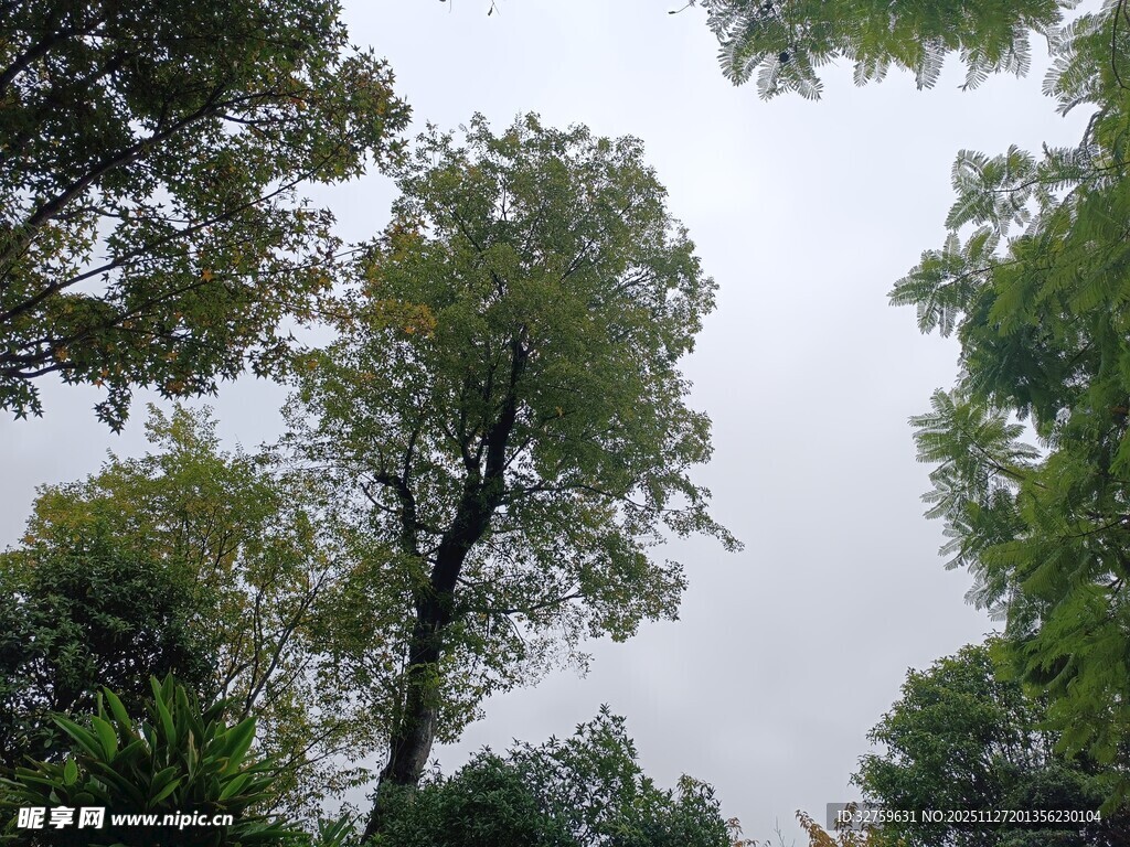 仰视茂密树林中的高大树木