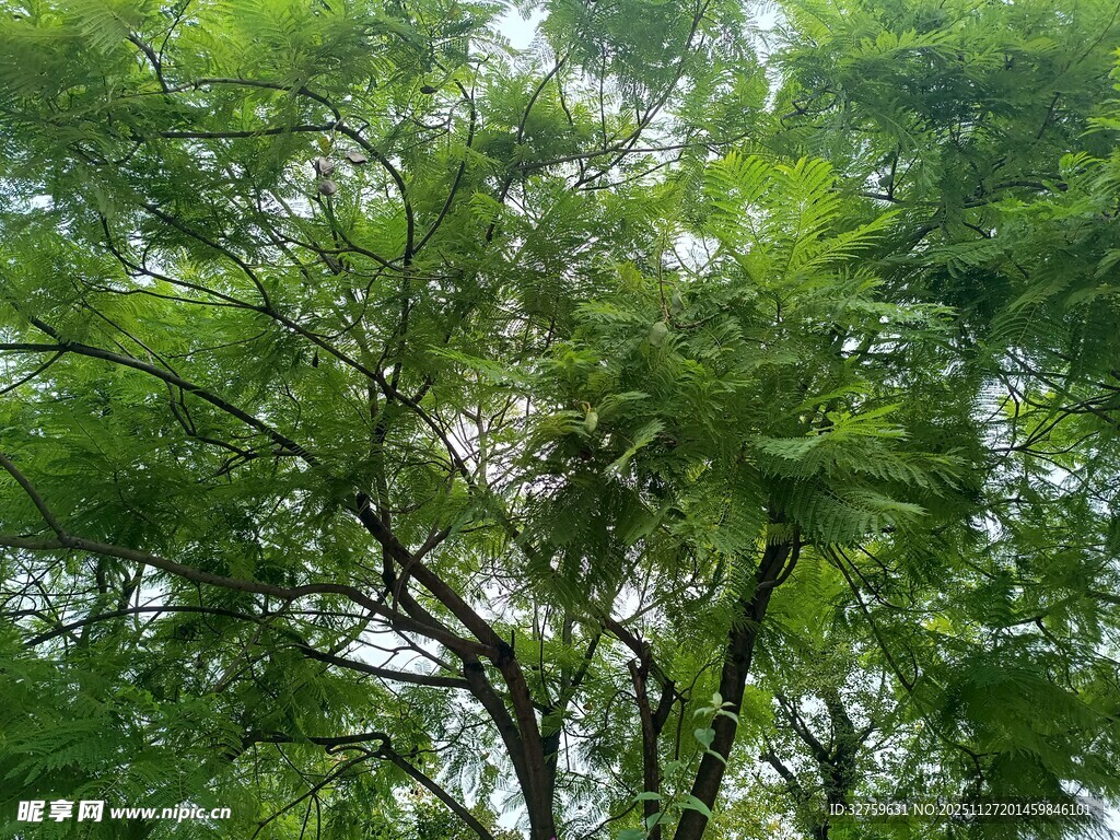 茂密树林绿意盎然