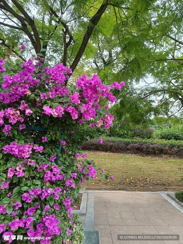 繁花簇拥的小径美景