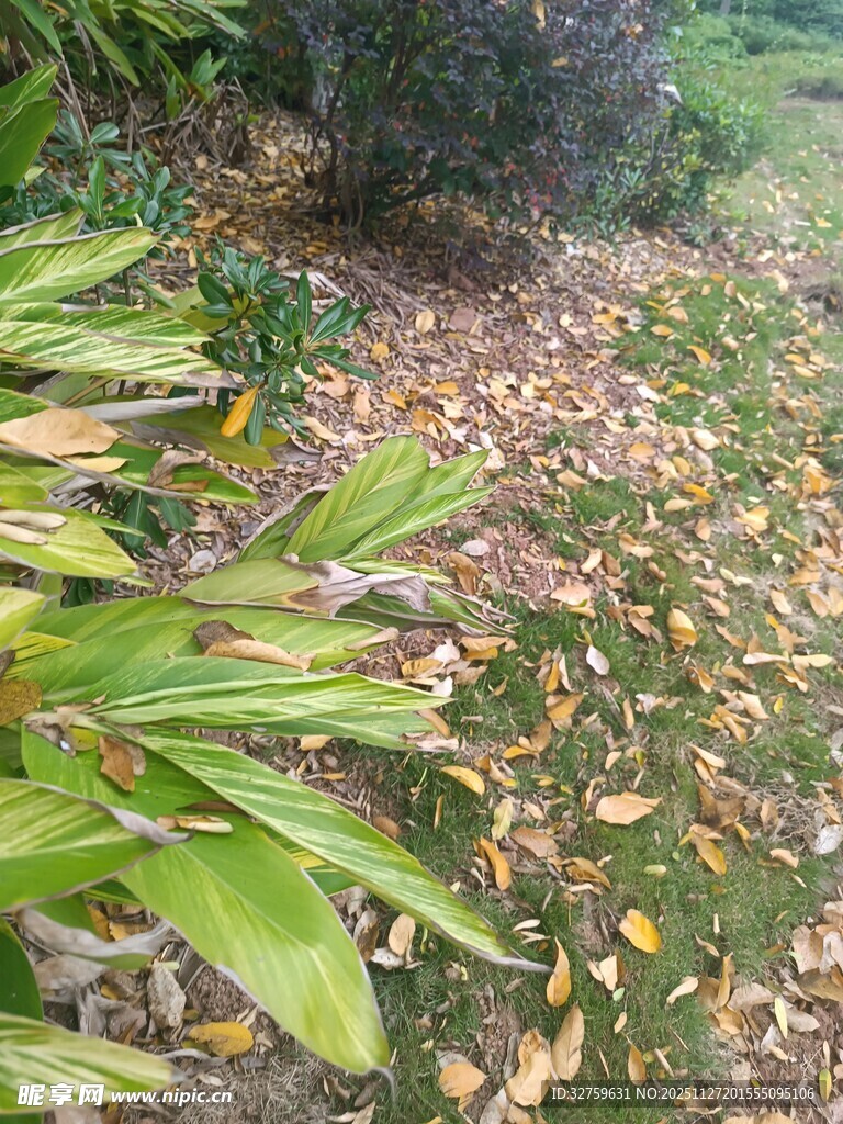 绿叶与落叶的自然景致