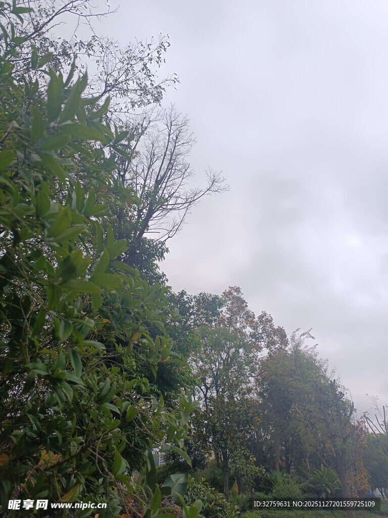 阴天中的繁茂树林