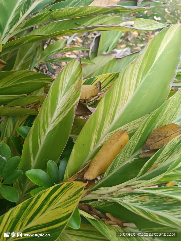 斑斓条纹的热带植物叶片