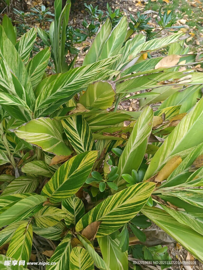 翠绿植物叶片特写