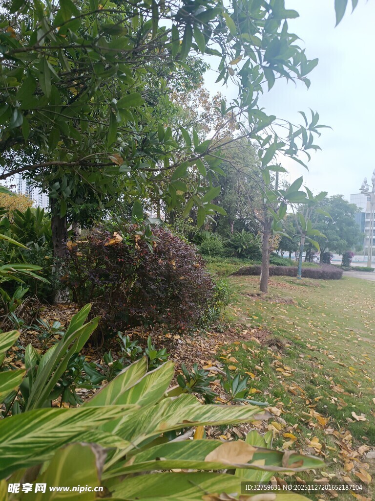 户外绿意盎然的自然景致