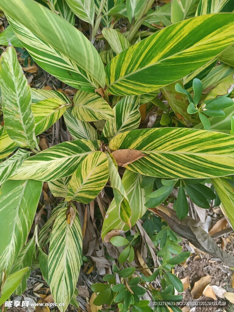 斑斓叶片的独特植物
