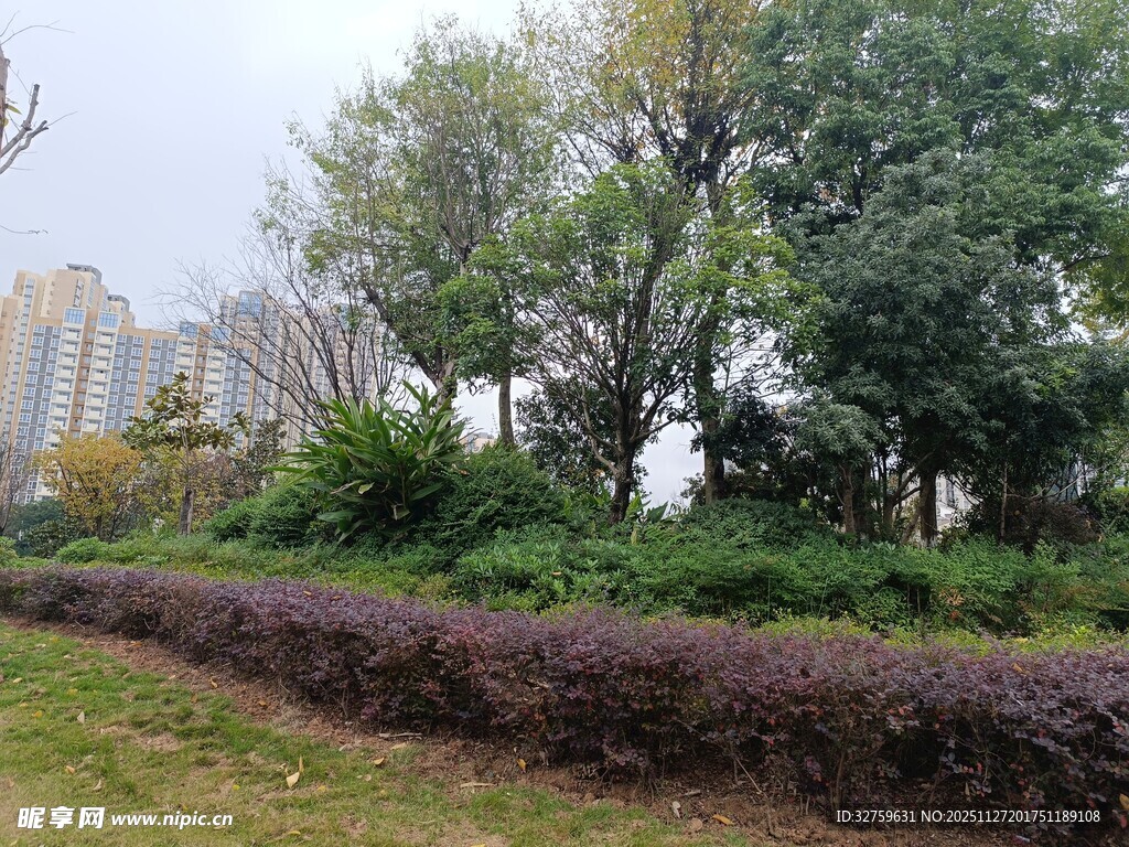 城市中的绿植景观