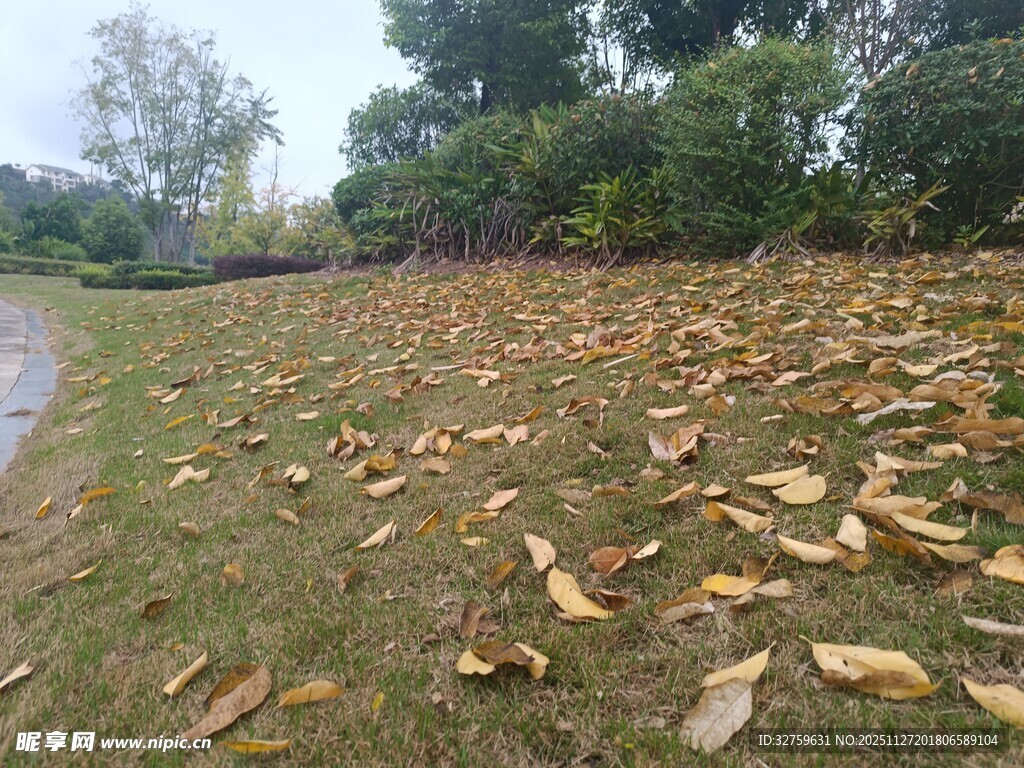 秋日草地落叶景象