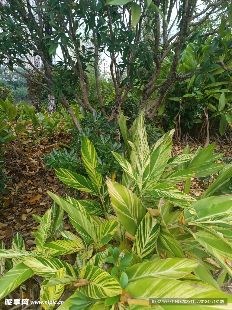 绿意盎然的植物景观