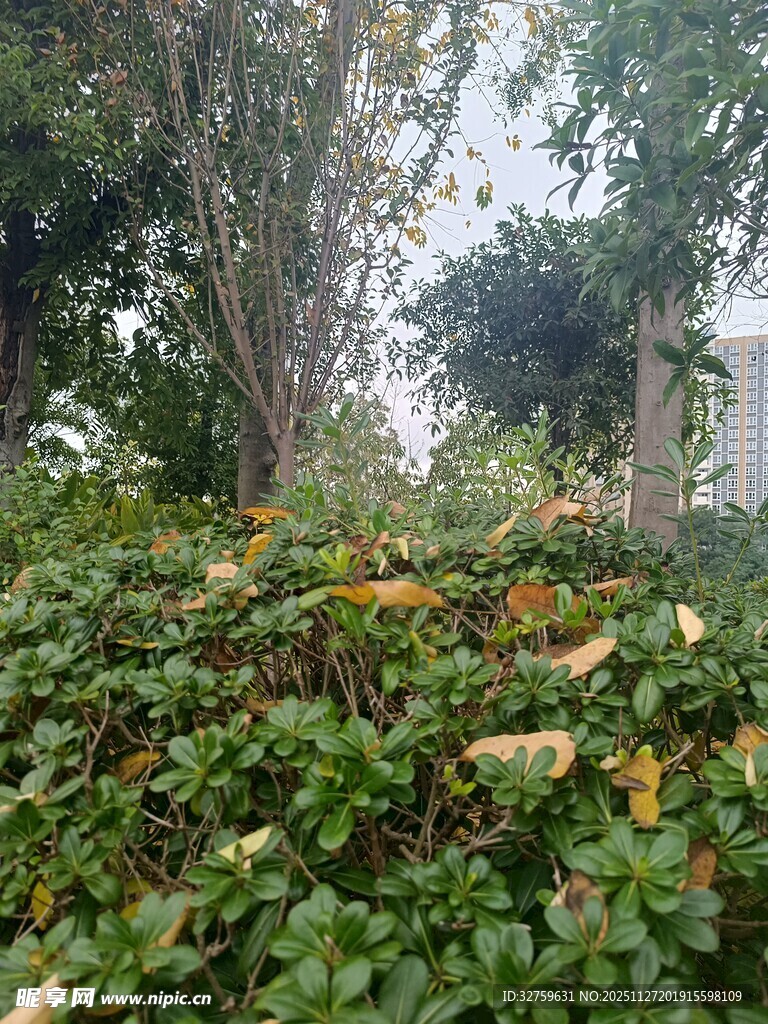 绿意盎然的繁茂灌木丛