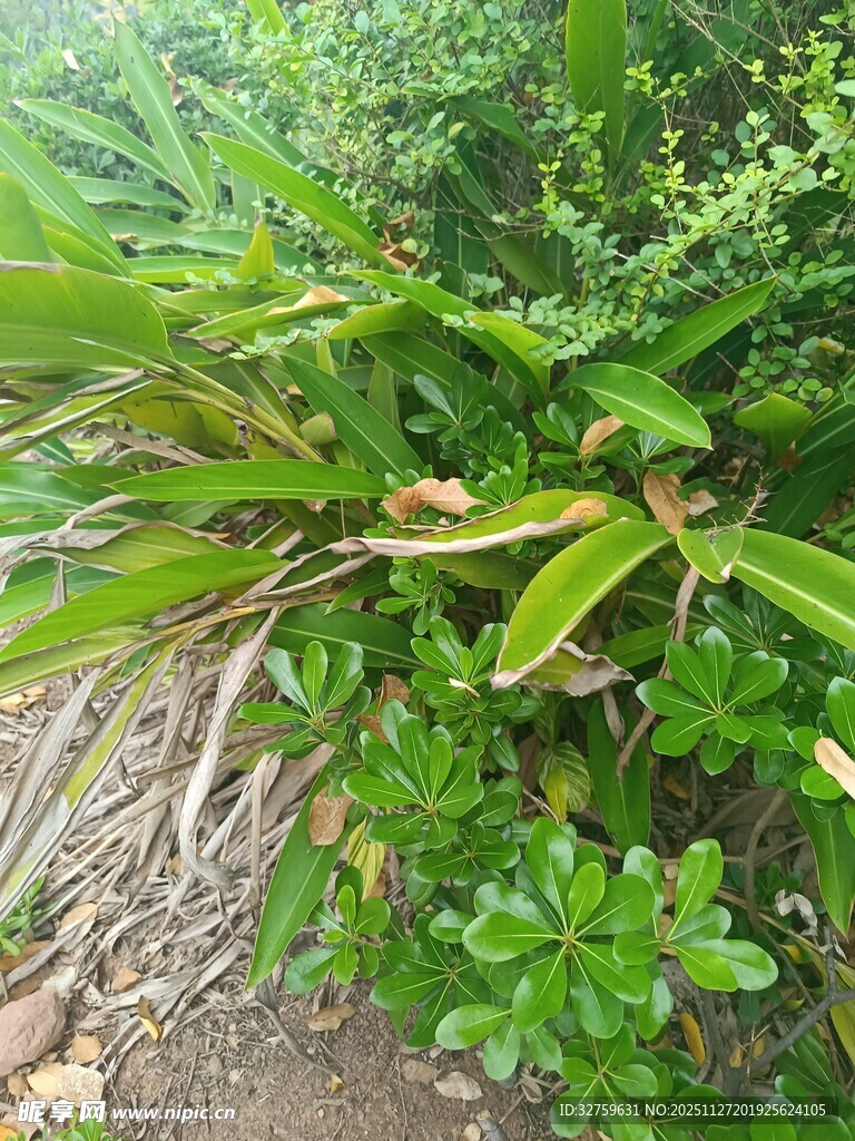 绿叶繁茂的野生植物景象