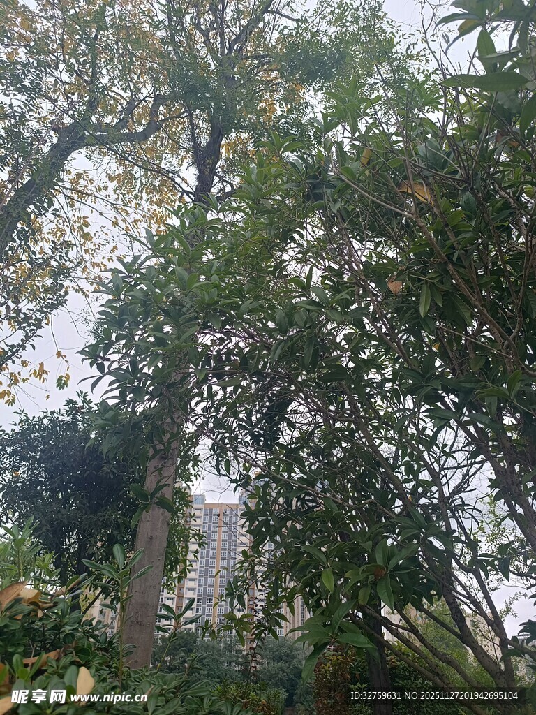 茂密树林中的繁茂绿植