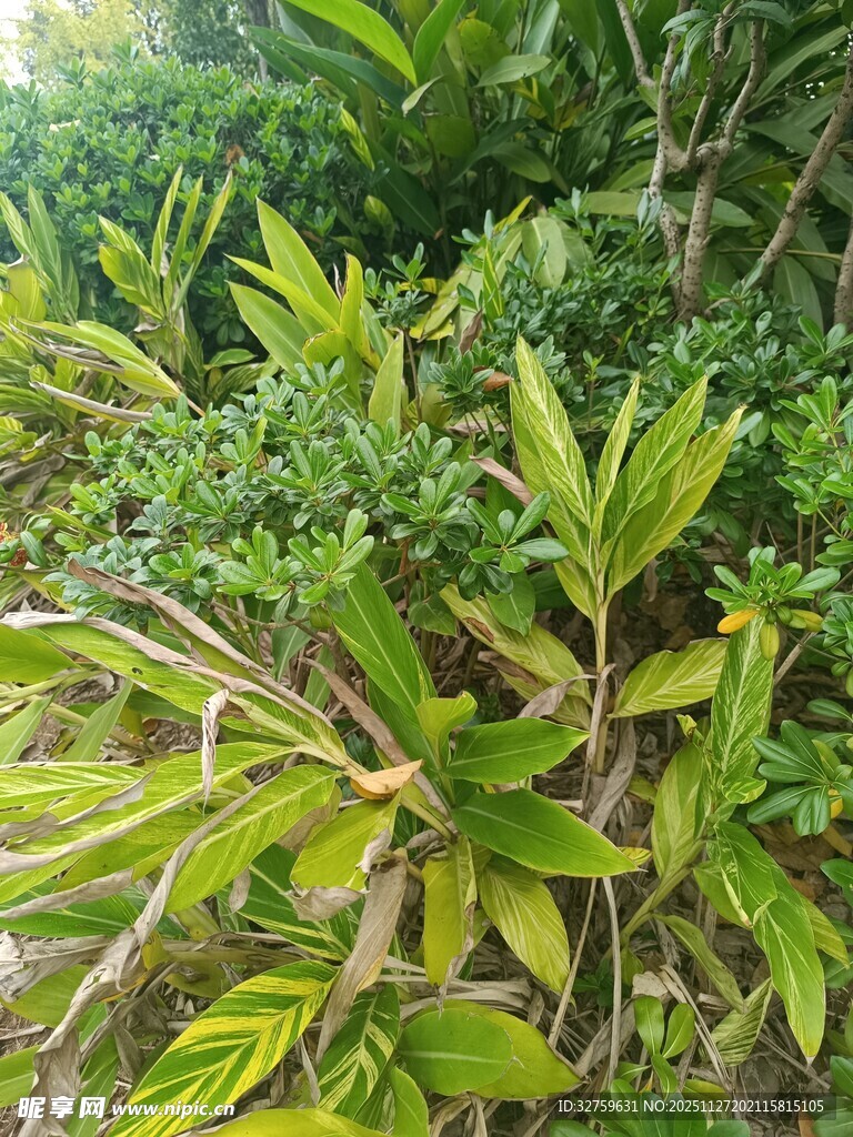 翠绿繁茂的植物景观