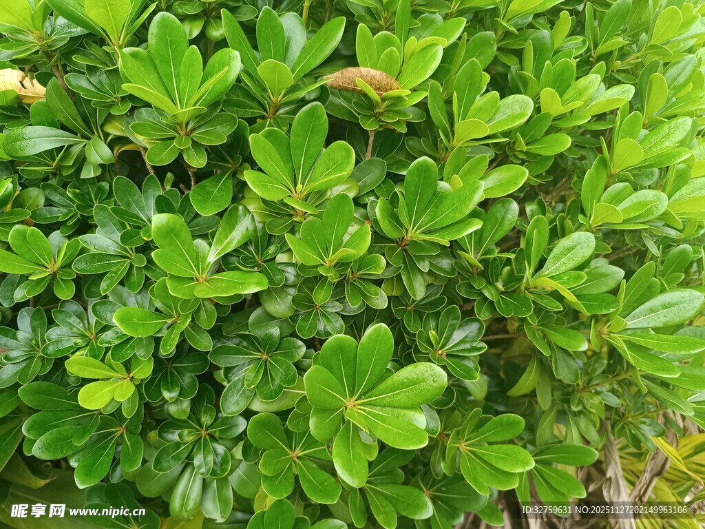 翠绿繁茂的绿叶植物