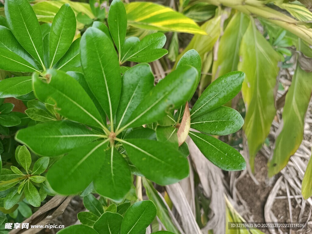 翠绿掌状叶片植物特写
