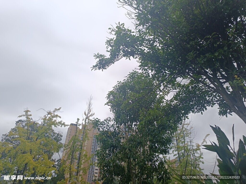 阴天中的绿植与建筑景观
