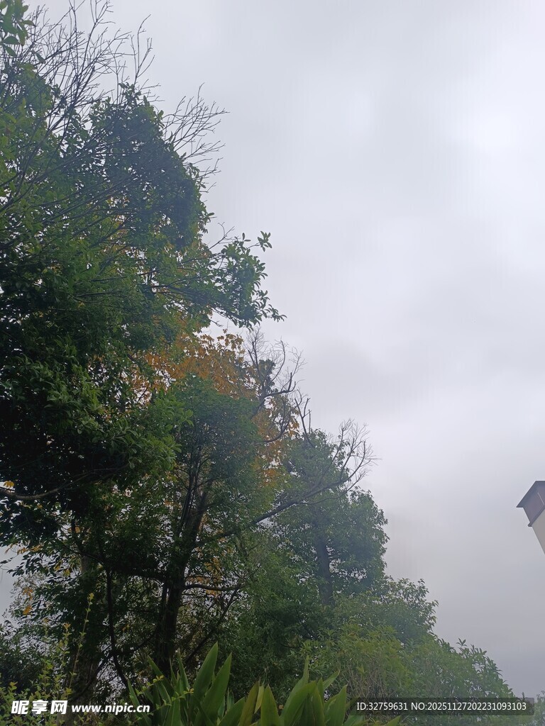 山间云雾缭绕的葱郁树林