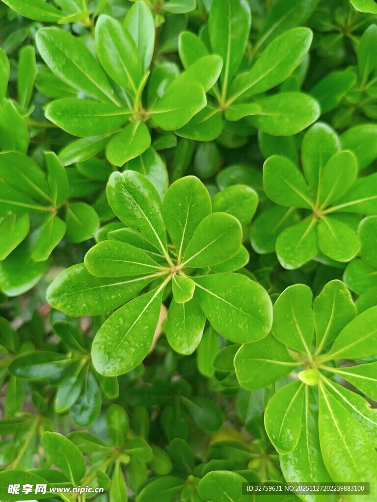 翠绿繁茂的叶片特写