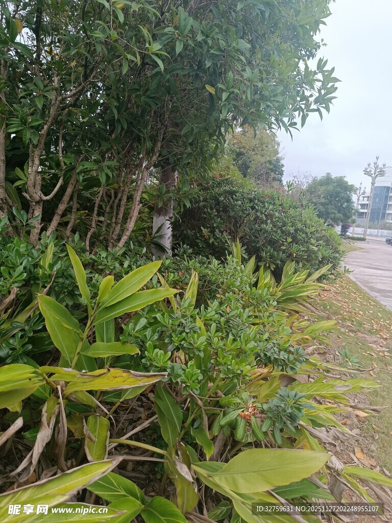 路边繁茂绿植景观