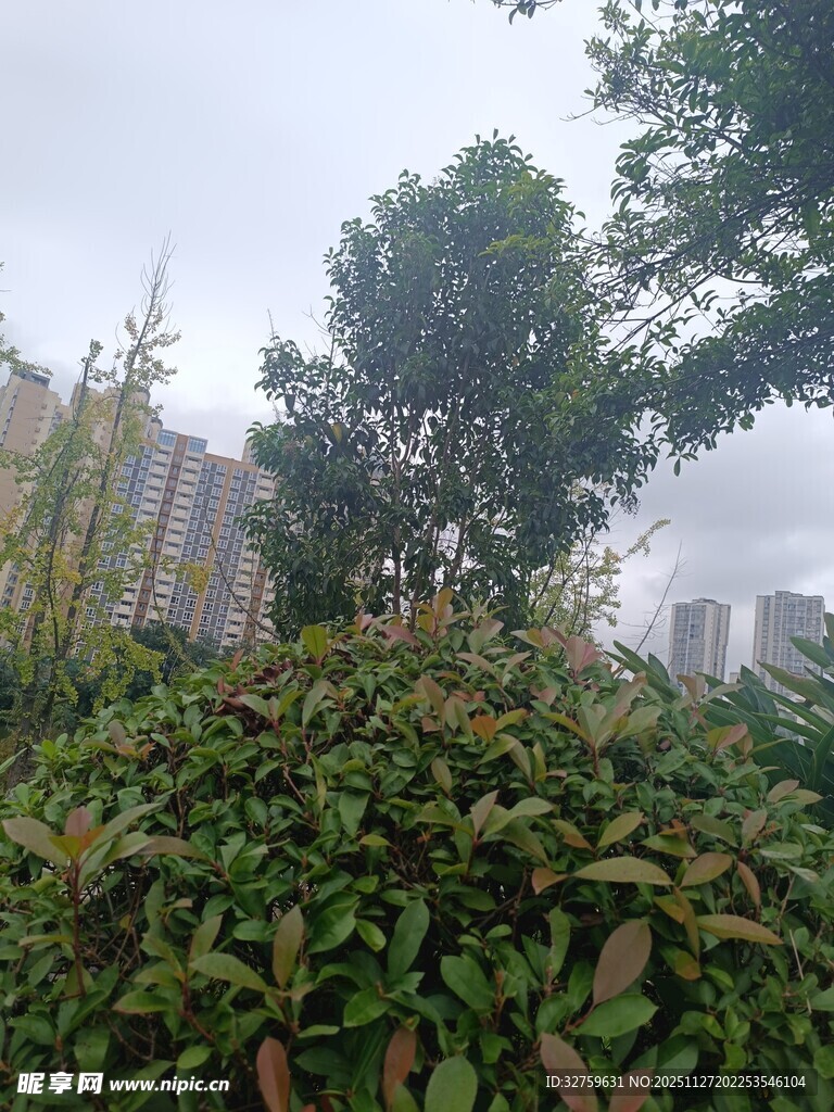 城市绿植景观