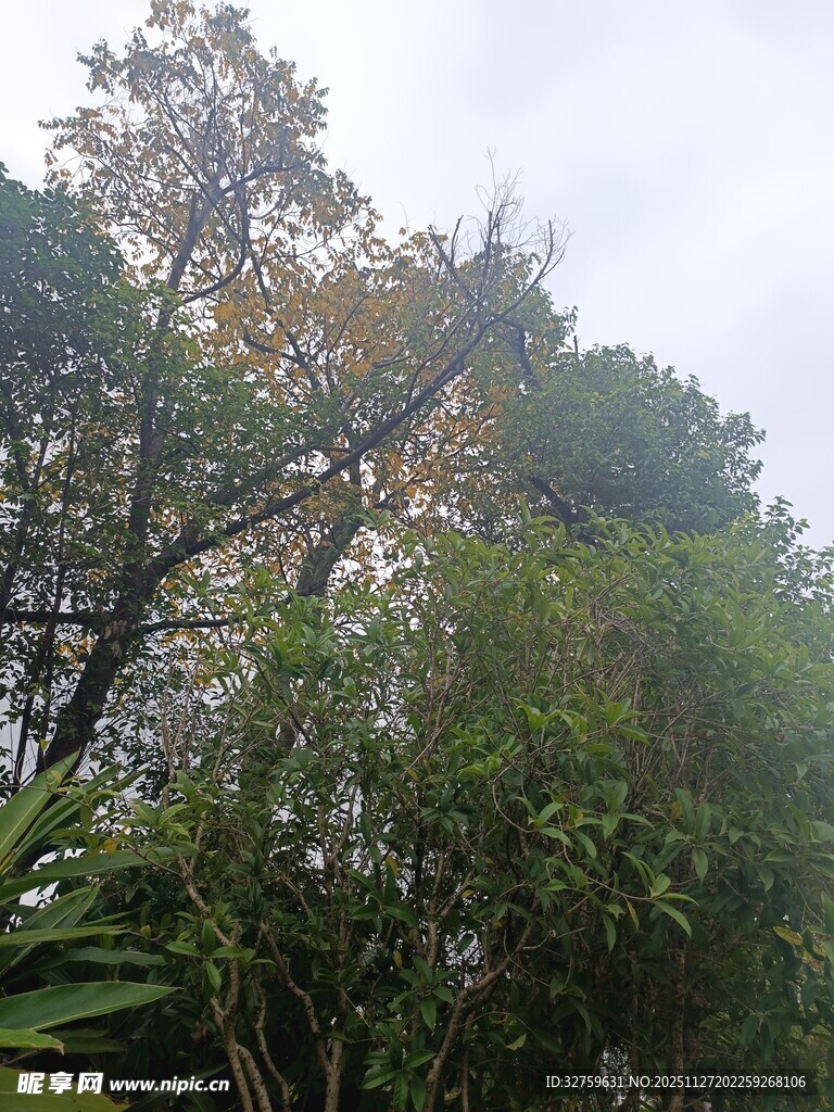 山林间繁茂的绿树景象