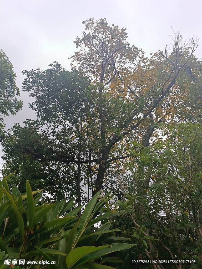 茂密丛林中的树木景观