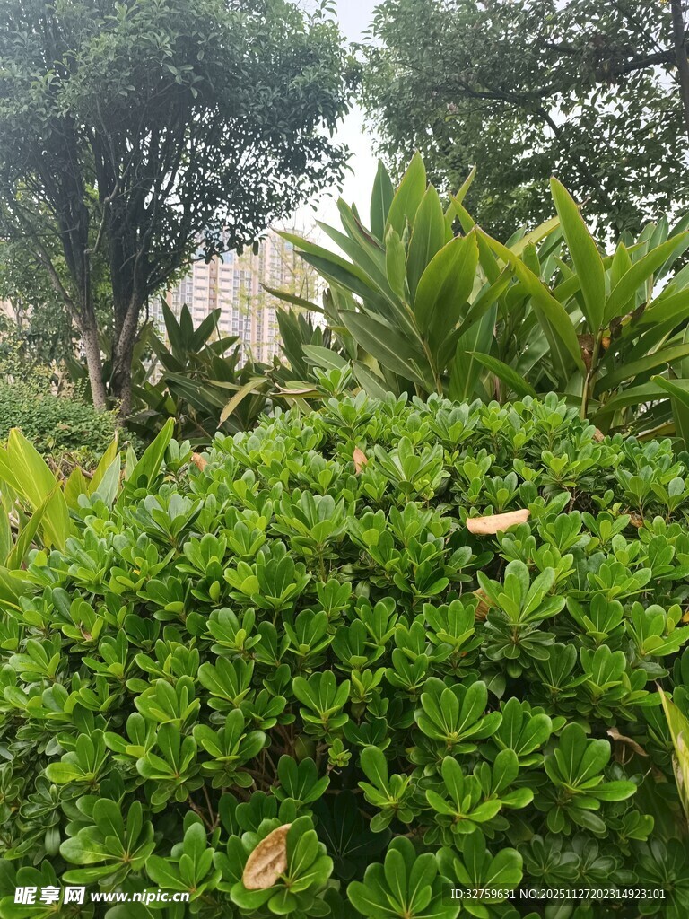 绿意盎然的户外植物景观