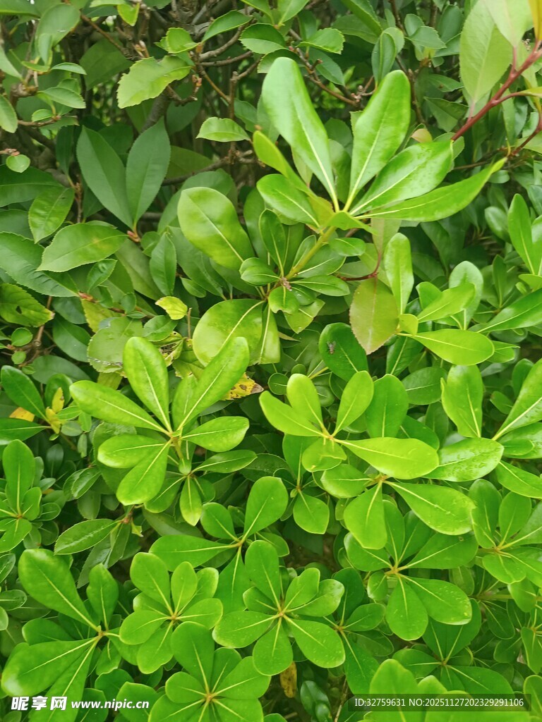 翠绿繁茂的植物叶片