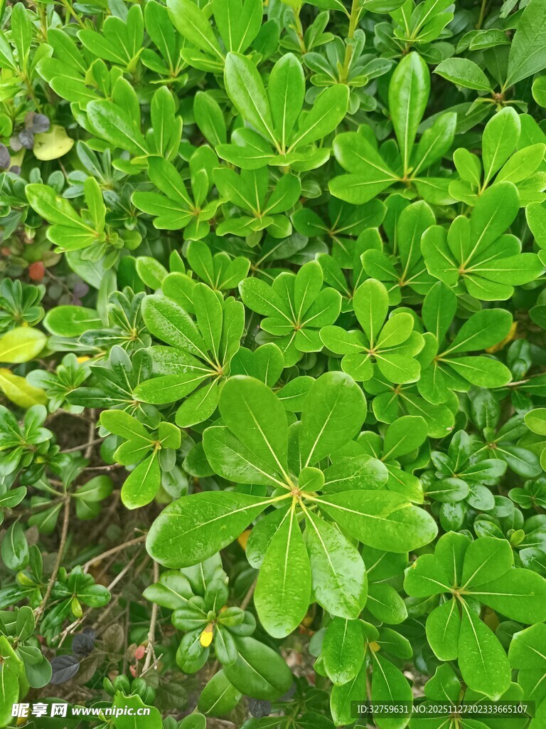 翠绿繁茂的丛生植物