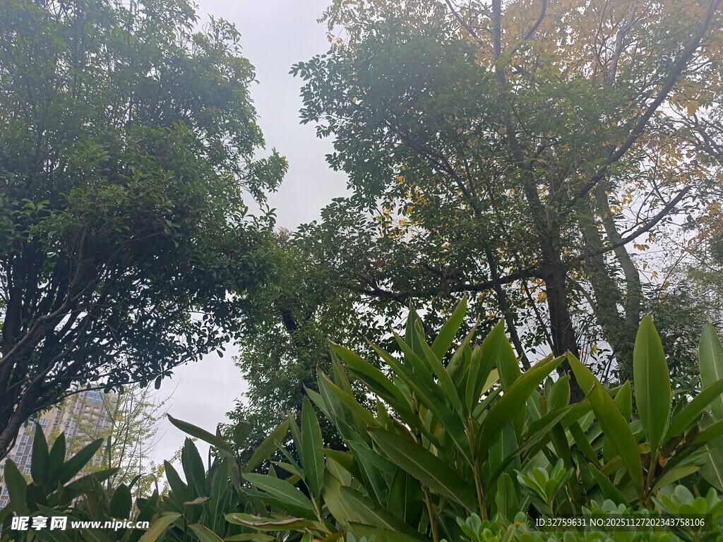 阳光穿透树林的绿意景象