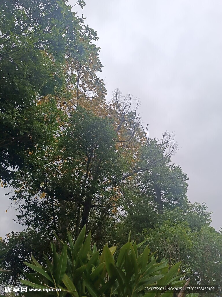 云雾中的葱郁树林