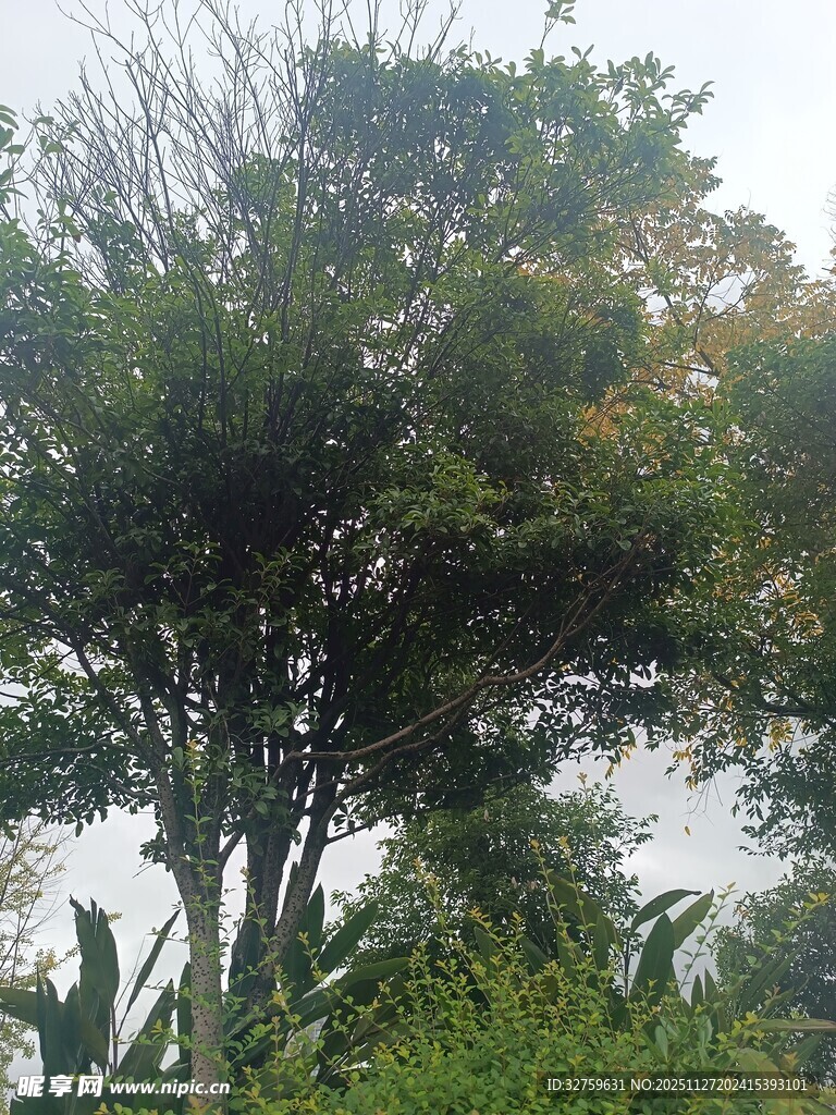 户外繁茂树木与绿植景观