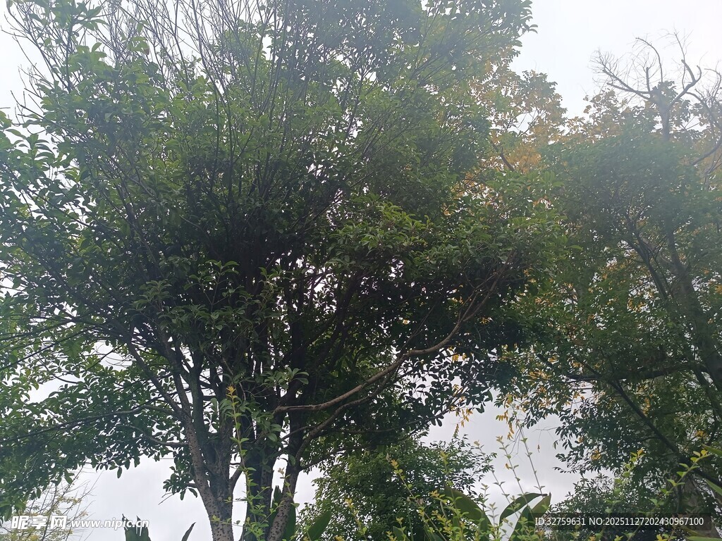 茂密树林中的高大树木