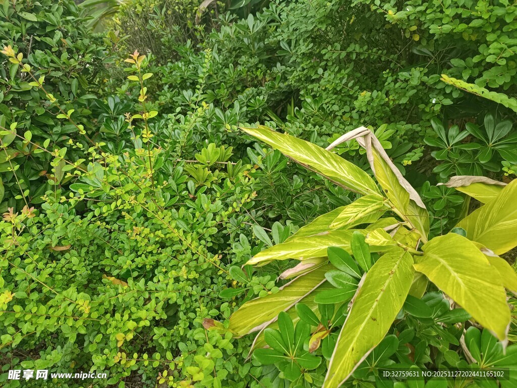 翠绿枝叶间的清新植物