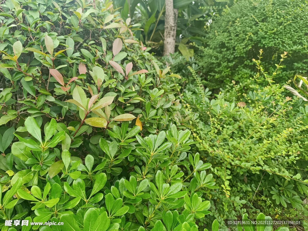 繁茂绿植景观